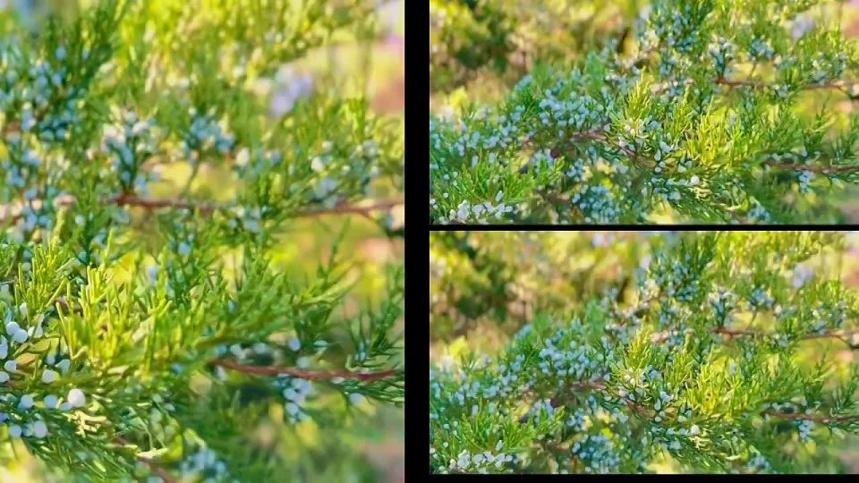 Доброе утро! Деревья дарят нам воздух, тень и уют — давайте хранить и приумножать их красоту