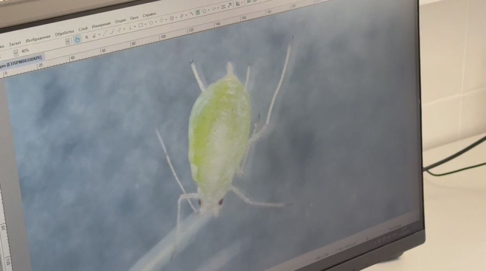 Контроль качества зелёных культур в Запорожской области