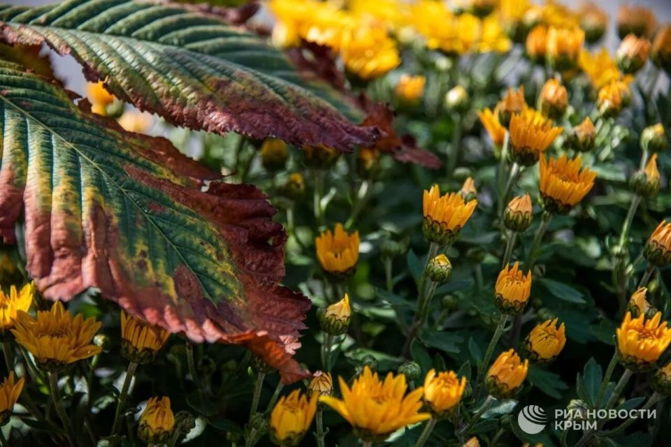 Погода на новых территориях России