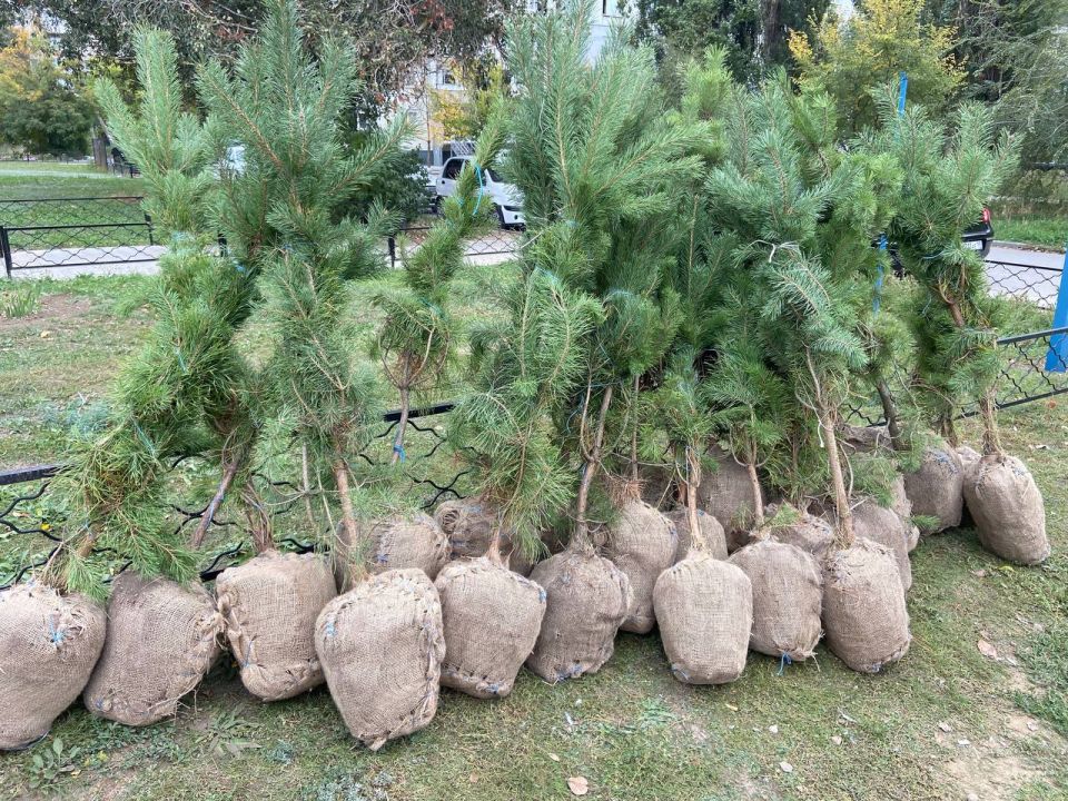 В Запорожской области заложили Аллею казачьей славы В Запорожской области заложили Аллею казачьей славы