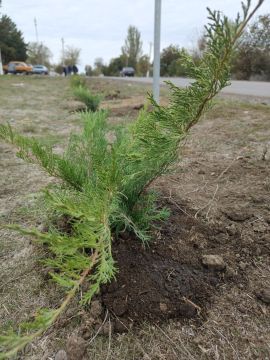 Озеленение в Астраханском территориальном отделе при поддержке Губернатора Запорожской области Евгения Витальевича Балицкого