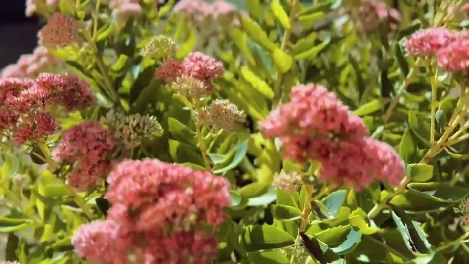 Доброе утро! Пусть сегодня в душе появится хотя бы немного солнечного света: заварите ароматный чай или кофе, включите любимую музыку и насладимся тишиной