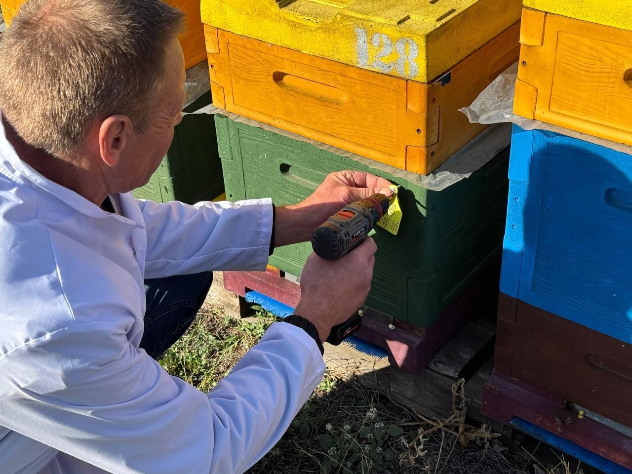 Маркировка ульев — залог здоровых пасек и качественного мёда