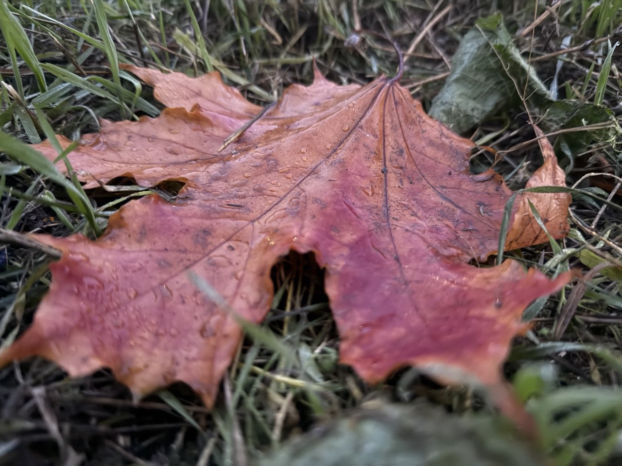 Доброе утро!. Золотая осень – дивная пора! Доброе утро!. Золотая осень – дивная пора!