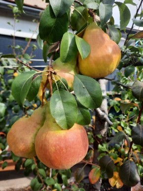 Доброе утро!. Золотая осень – дивная пора!