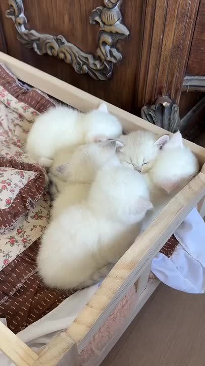 ������ ����!!!. ����� ����������