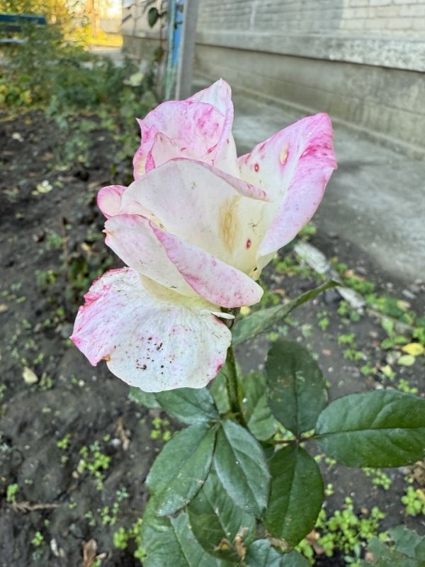 ������ ����! ������� ������� �� ����������!