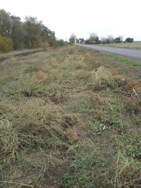 Сотрудники МБУ "Жилсервис" провели работы по уборке территории села Тихоновка