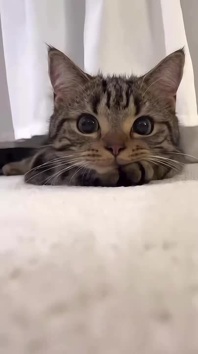 ������ ����!. ����� ����������