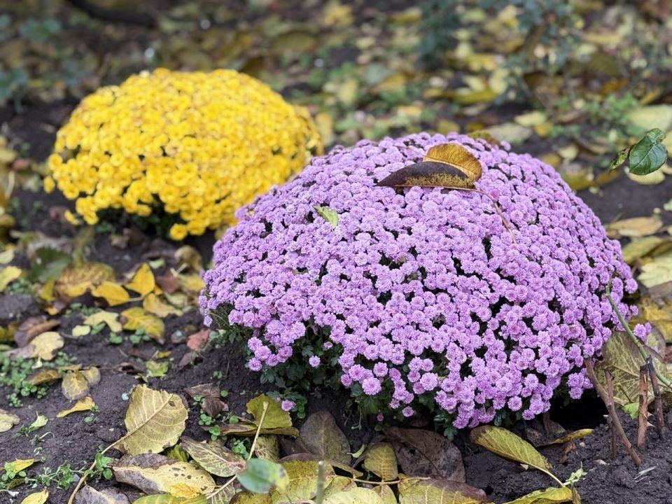 ������ ����! ����������, ����� ���������� ������� ����������� ����� ����������!