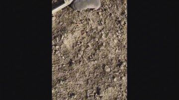 Доброе утро! Наша подписчица Леся из Мелитопольского района прислала нам видео!