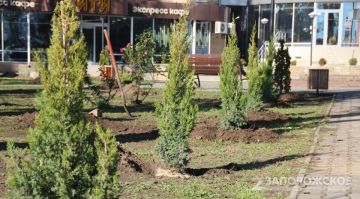 В городском сквере Мелитополя высадили более 60 хвойных растений