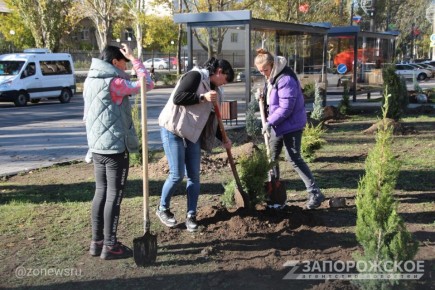 В Мелитополе высадили более 60 хвойных растений в сквере на пересечении проспекта Богдана Хмельницкого и улицы Кирова