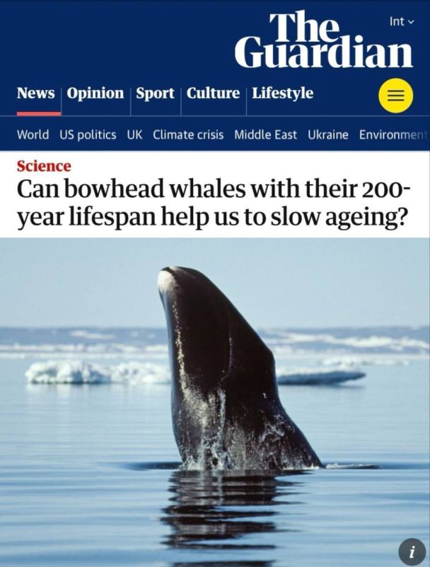 Найден белок, продлевающий жизнь