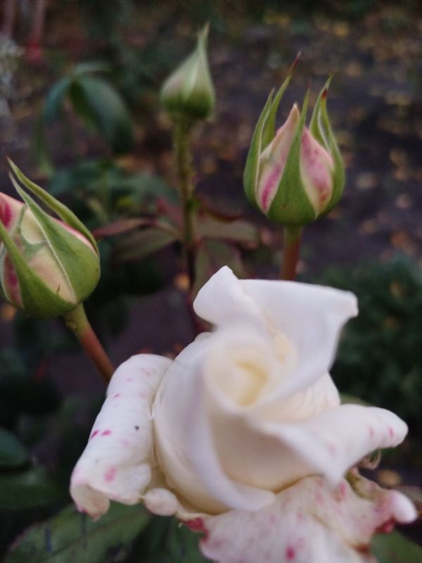 ������ ���� �� ������������ ���������������� ������ � � ������ � ������� ����������� �� ����� ���������� �����!