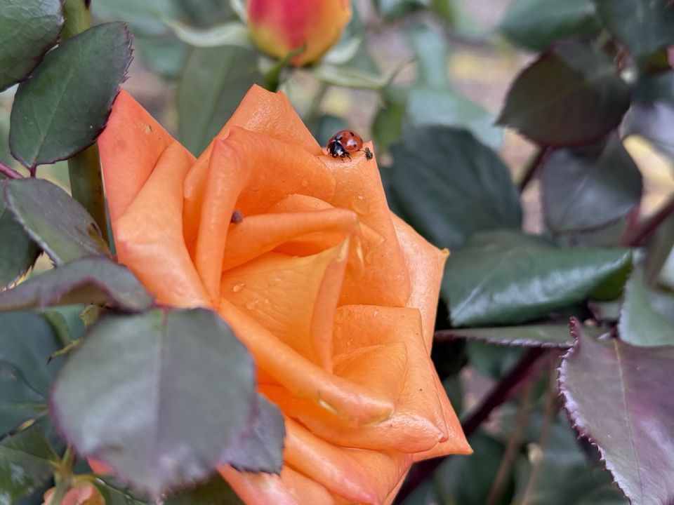 ������ ����!. ������� � ������, ������ ��������!