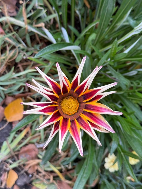 ������ ����! ������� ��������, ���� � �����������