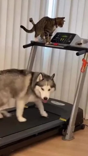 Спокойной ночи. Когда попросил друга помочь в занятиях спортом