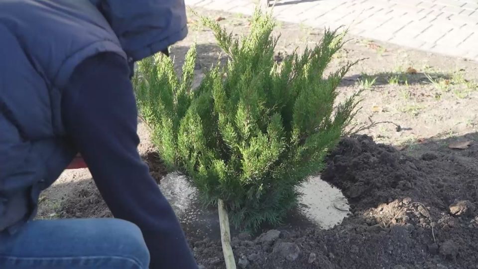 Ко Дню народного единства в Мелитополе высадили деревья