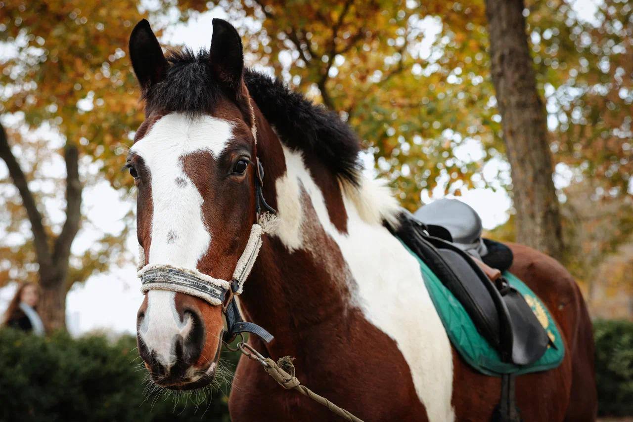 Евгений Балицкий: Также в рамках визита Марат Шакирзянович посетил конноспортивный клуб «Аллюр» в Мелитополе, где десятки ребят учатся верховой езде Евгений Балицкий: Также в рамках визита Марат Шакирзянович посетил конноспортивный клуб «Аллюр» в Мелитополе, где десятки ребят учатся верховой езде