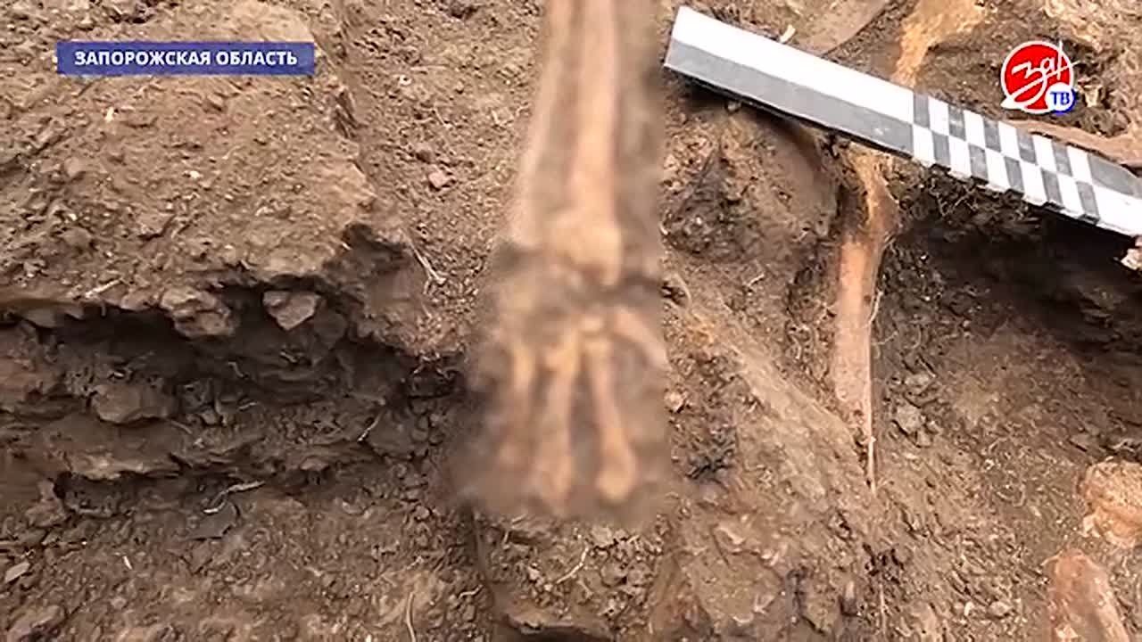 В Запорожской области вновь нашли погибших советских солдат, сражавшихся в Великой Отечественной войне