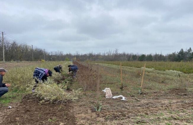 Мелитопольский лесхоз вырастил более 1,5 млн сеянцев и саженцев