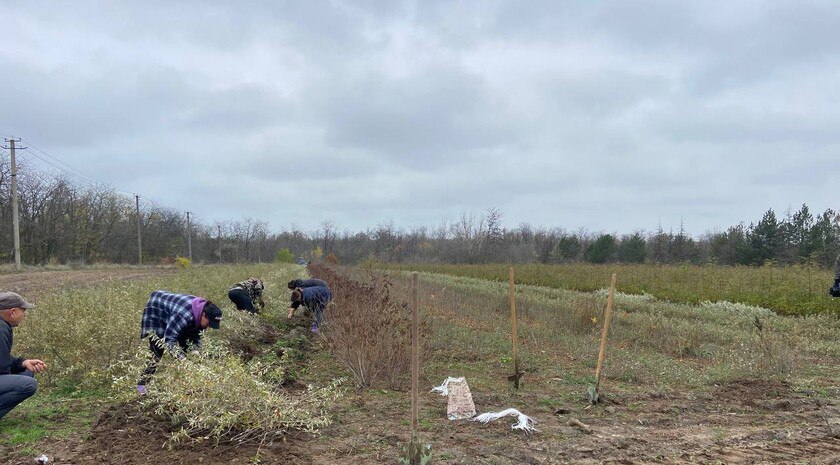 Мелитопольский лесхоз вырастил более полутора млн сеянцев и саженцев