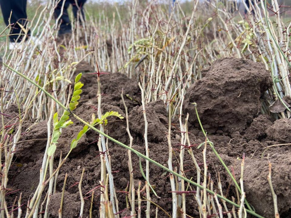 ��� �� ��������������� ������ ����������� ������� ������� ���������� � ��������������� ������ ������� ����������� �������