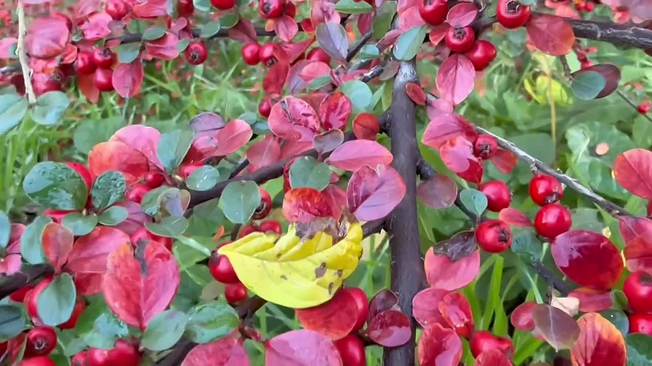 Доброе утро!. Осень наступила