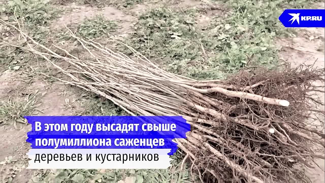 Восстановление лесов: Под Мелитополем заготавливают саженцы для осенней высадки