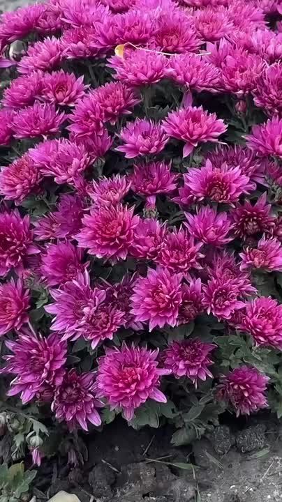 ������ ����!. ������� � �������: ��������� ���� ��� ���������� ��������, �������� � ������ �����