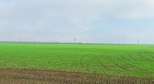 Доброе утро! Поля Мелитопольского муниципального округа радуют глаз — озимые культуры покрыли землю яркой зеленью, напоминая о том, что труд земледельцев приносит жизнь и надежду