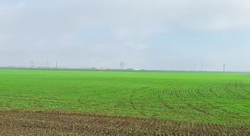 Доброе утро! Поля Мелитопольского муниципального округа радуют глаз — озимые культуры покрыли землю яркой зеленью, напоминая о том, что труд земледельцев приносит жизнь и надежду