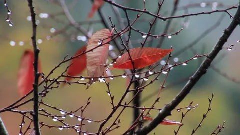 ������ ����!. ������� -������ ��������