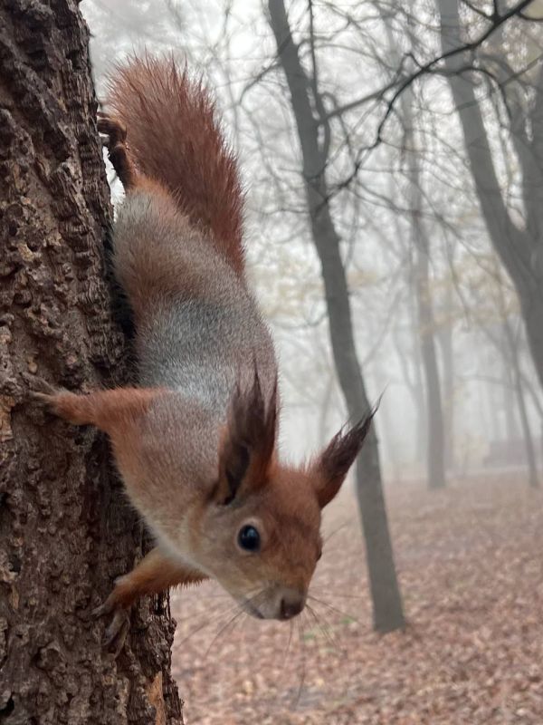 ������������� ���� ����� (���� ������ �����) ���������� 17 ������