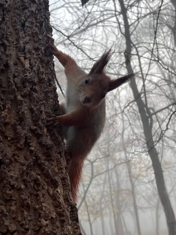 ������������� ���� ����� (���� ������ �����) ���������� 17 ������