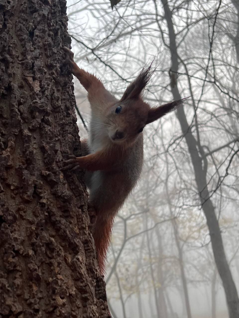 Международный день белки (День защиты белок) отмечается 17 ноября