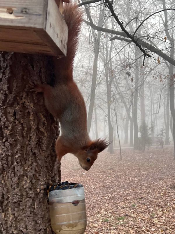 ������������� ���� ����� (���� ������ �����) ���������� 17 ������