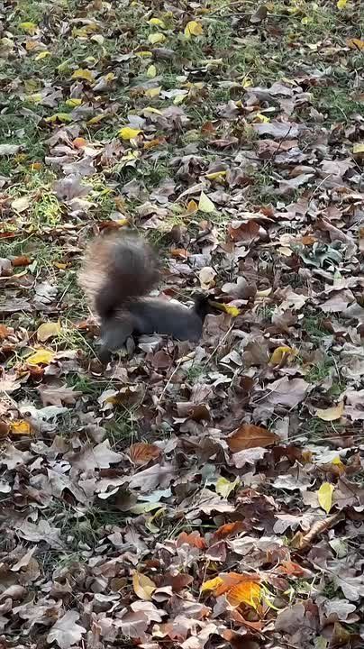 ������ ����, �������������� �����!