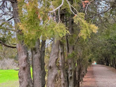 Доброе утро! На территории Мелитопольского муниципального округа есть удивительное место для утренних прогулок — аллея в селе Астраханка