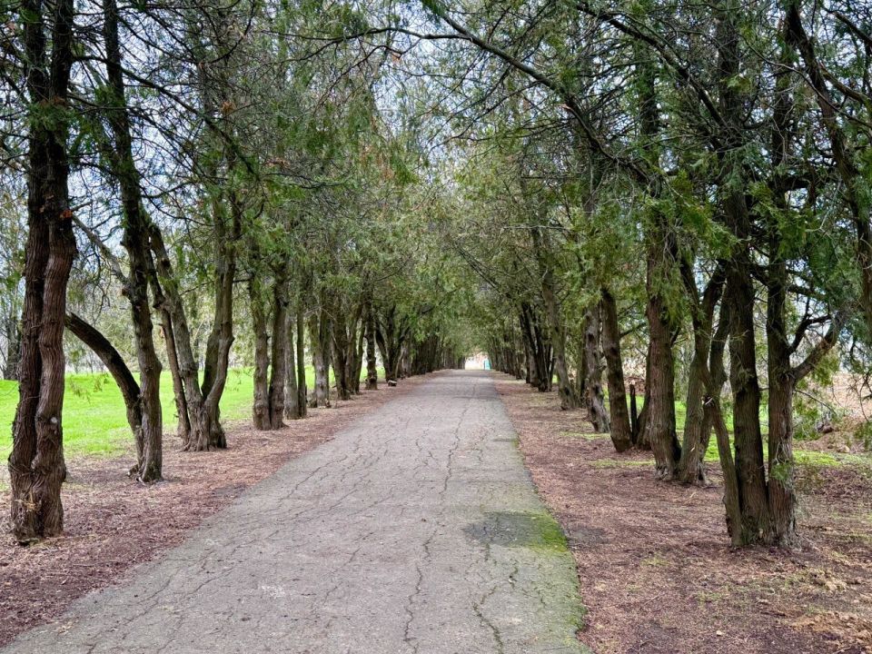 Доброе утро! На территории Мелитопольского муниципального округа есть удивительное место для утренних прогулок — аллея в селе Астраханка Доброе утро! На территории Мелитопольского муниципального округа есть удивительное место для утренних прогулок — аллея в селе Астраханка