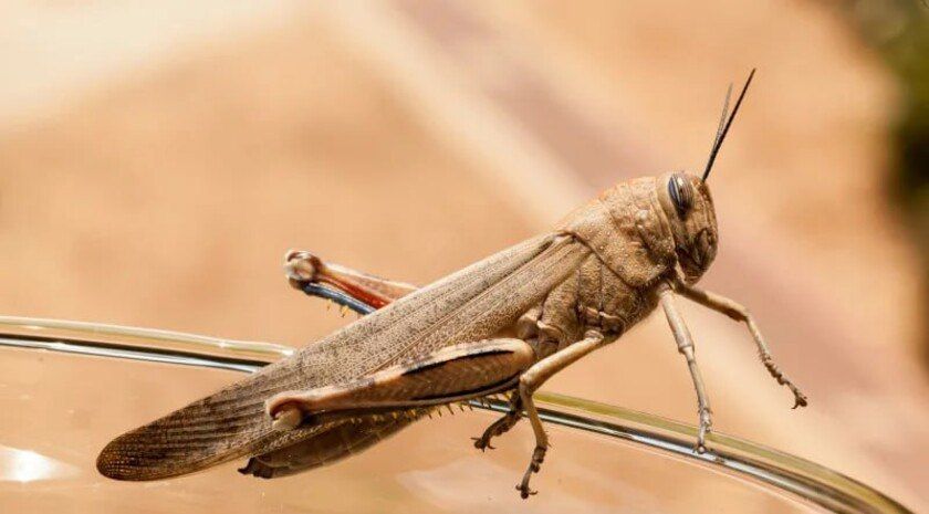 � ����������� ������� ����������� 4,5 ���