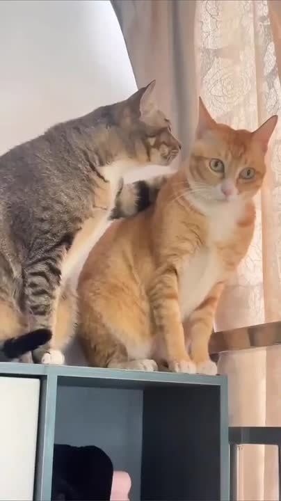 ������, �� ������ ������������ ��������!