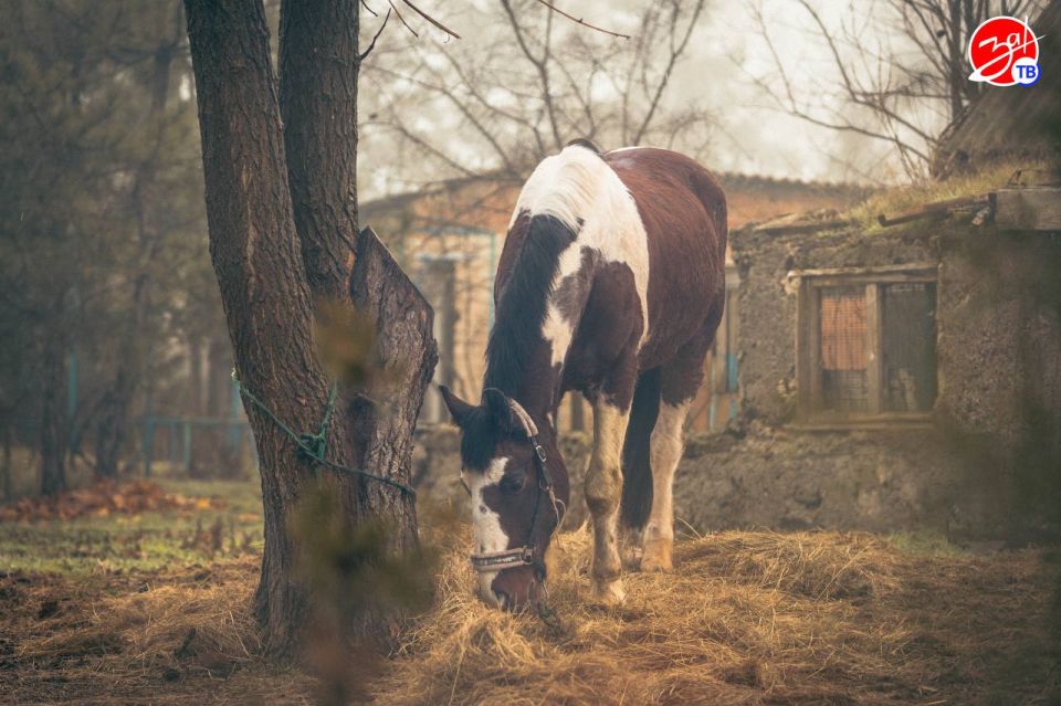 ������������ ��������������� ������ ���������-��������������� ������������ �������� ��������������� ���� ������