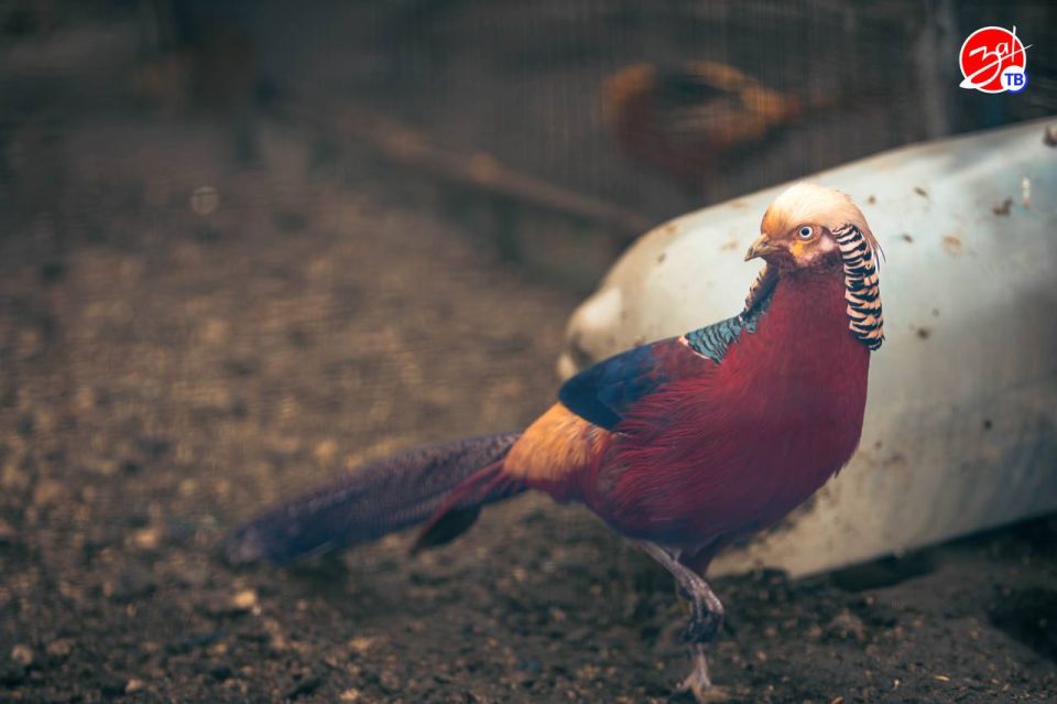 ������������ ��������������� ������ ���������-��������������� ������������ �������� ��������������� ���� ������