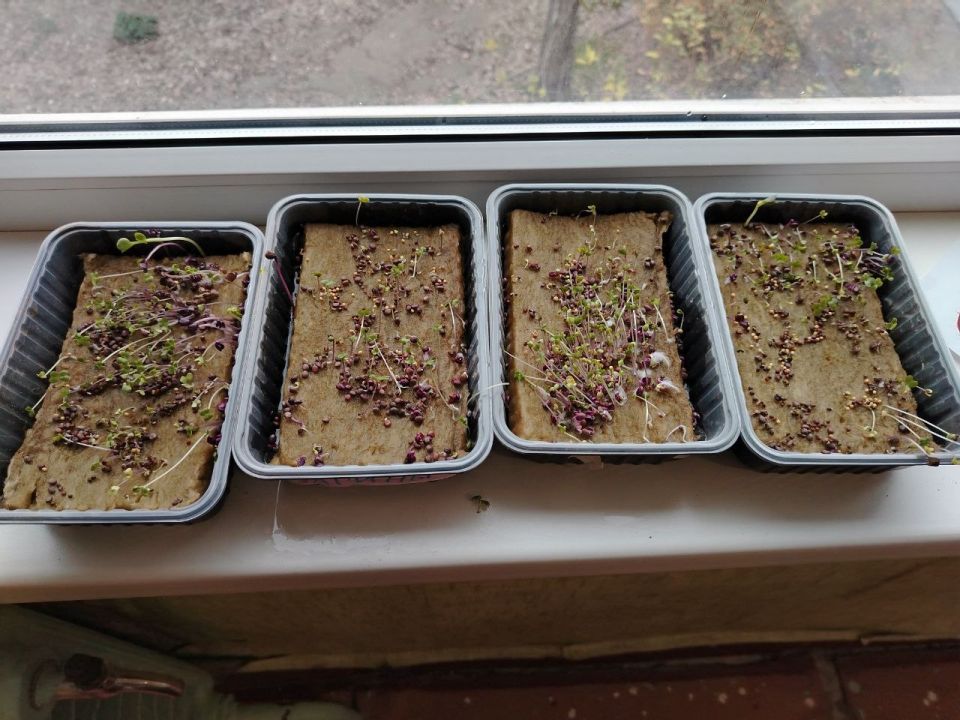 ���� �� ������ � ������ �� �����������!