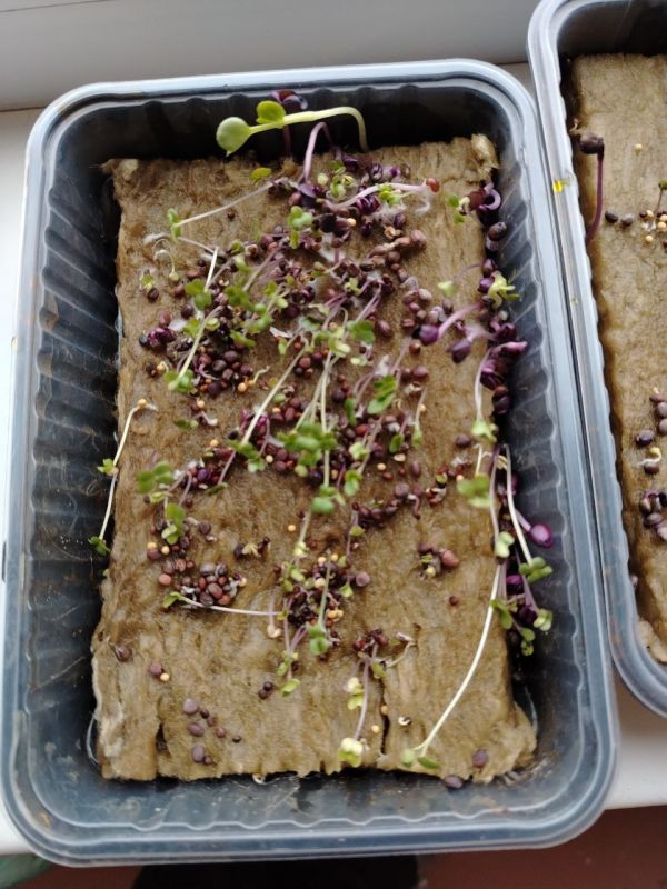 ���� �� ������ � ������ �� �����������!