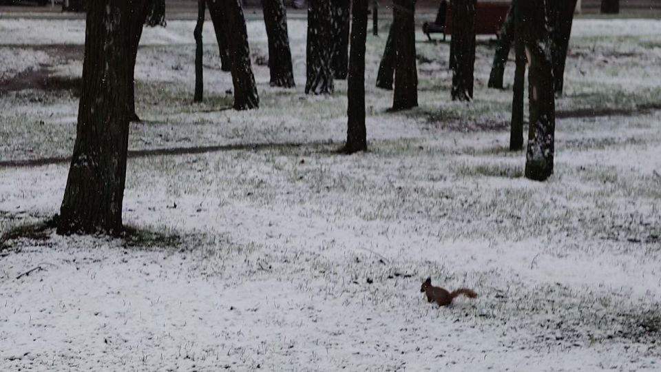 � ���������� ������� ����� ������ ����