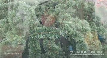 На центральной площади Мелитополя начали устанавливать новогоднюю ёлку