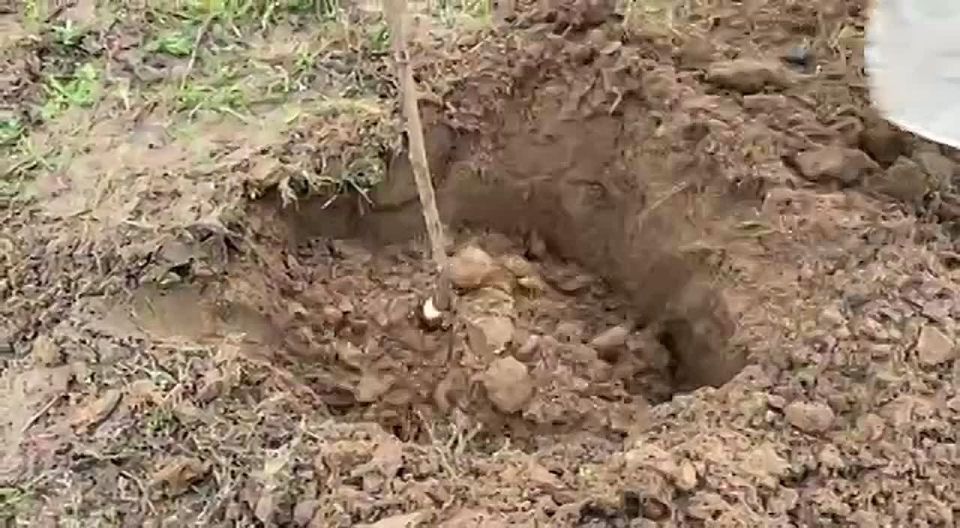 В Запорожской области появятся новые плодовые сады